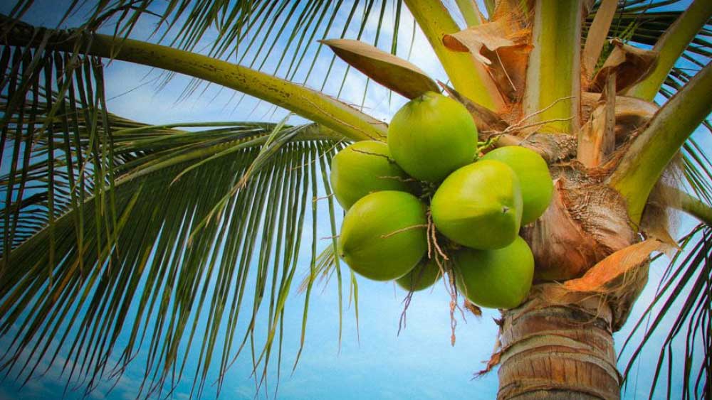 নারিকেল গাছকে কেন ‘ট্রি অব লাইফ’ বলা হয়?
