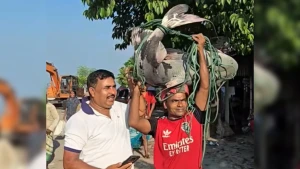 জেলের জালে ৩৩ কেজির বাঘাআইড়, কতো টাকায় বিক্রি হলো