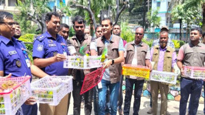 বগুড়ায় উদ্ধার হওয়া ১০৩ টিয়া অবমুক্ত