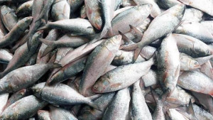 হাতিয়ায় এক ট্রলারে ৬০ মণ ইলিশ