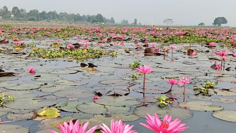 বেড়জাল-সূক্ষ্ম জালে হুমকিতে বড়বিলের জলজ জীবন