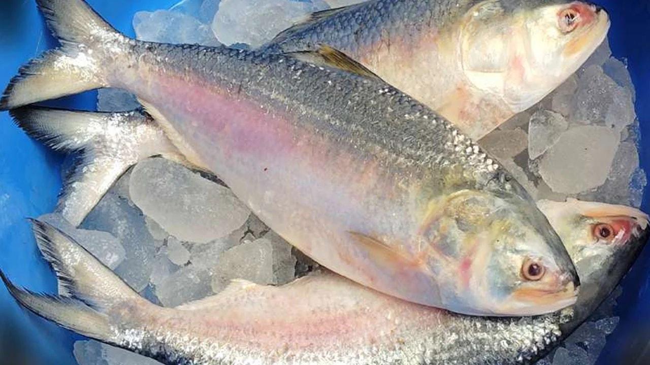 যে আকৃতির ইলিশ সবচেয়ে বেশি সুস্বাদু