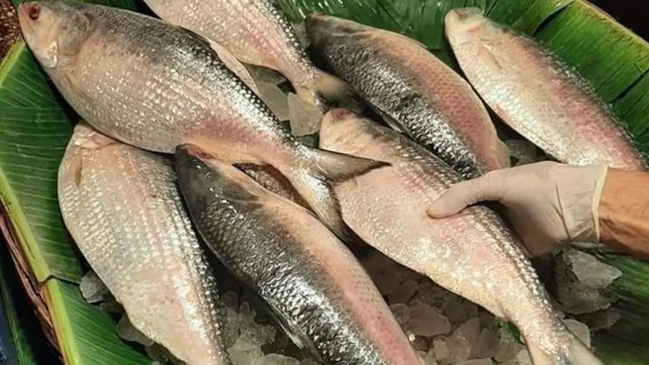 বাংলাদেশে দুই মাসে ৫০০ টন ইলিশ পাঠালো ভারত