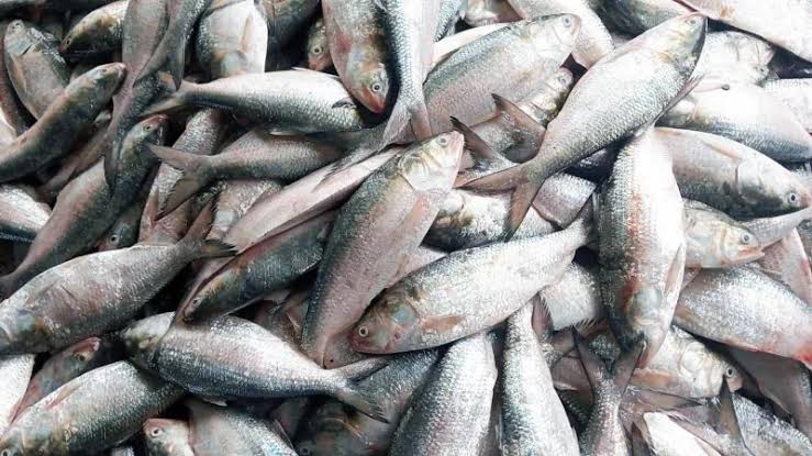 হাতিয়ায় এক ট্রলারে ৬০ মণ ইলিশ