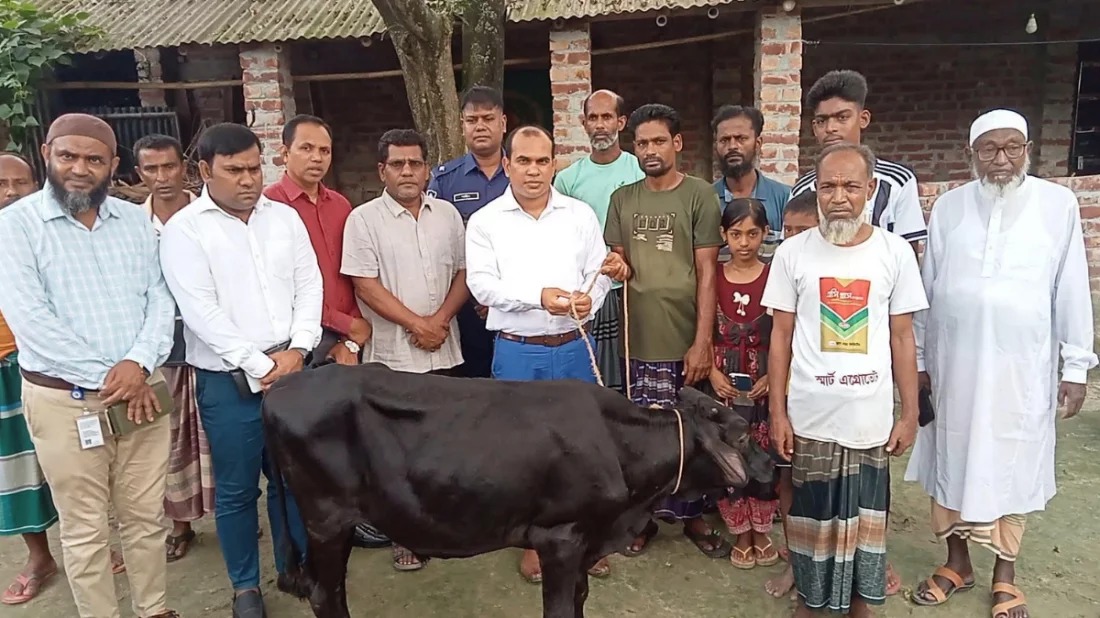 প্রতিমন্ত্রীর গাড়ির ধাক্কায় নিহত ফিরোজার পরিবার পেলো গাভী